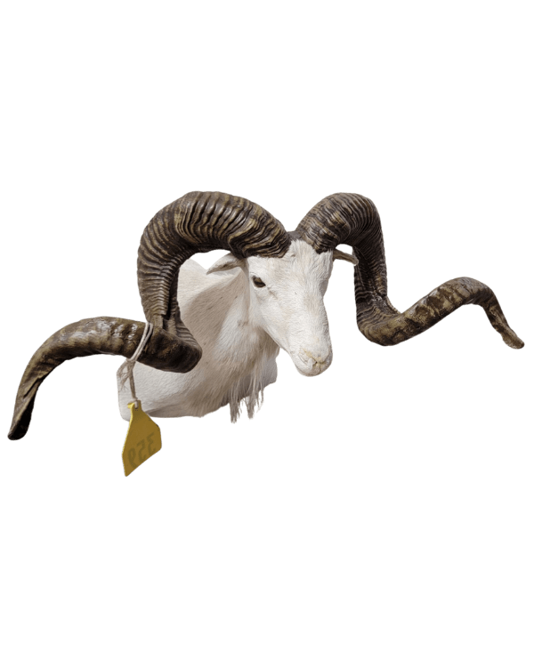 3D Printed Goat Horns_edited 2.0