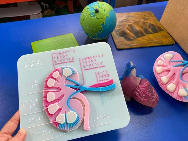 Anatomical and scientific models created using professional 3D printing education Texas classroom equipment solutions